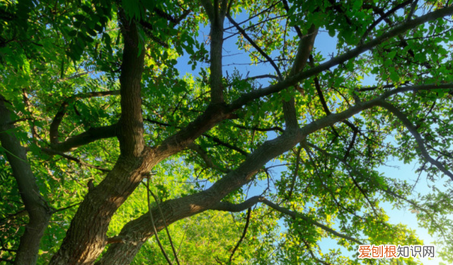 为什么夏天建议多吃黄皮,长期吃黄皮有什么好处和坏处