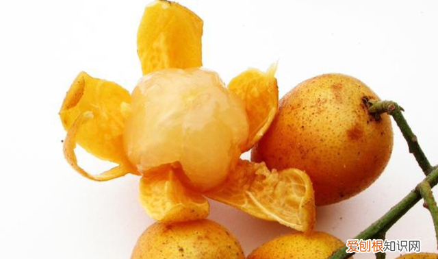 为什么夏天建议多吃黄皮,长期吃黄皮有什么好处和坏处