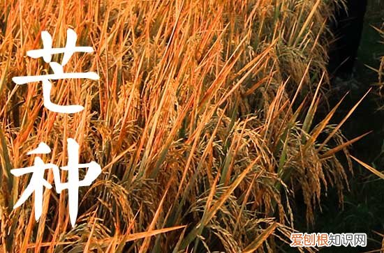 2023年二十四节气芒种是几月几号