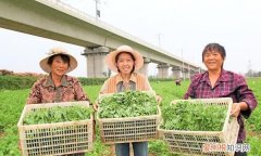 大丰收是什么平台，惠民富农农业大丰收交易平台合法吗?