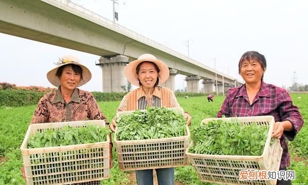 大丰收是什么平台，惠民富农农业大丰收交易平台合法吗?