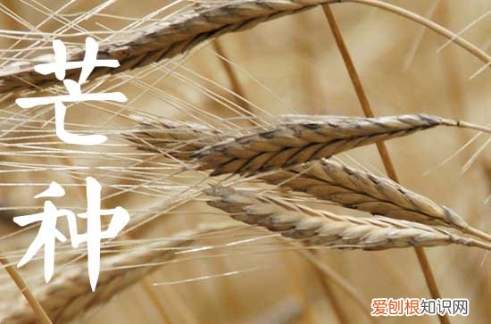 2023年芒种是几月几号几点几分 今年什么时候芒种节气