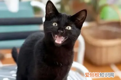 猫一见人就叫怎么回事 ，猫为什么一见到我就对我叫？