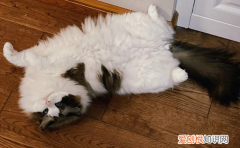 猫为啥最近老喜欢翻肚皮 ，为什么猫喜欢翻着肚皮睡觉？