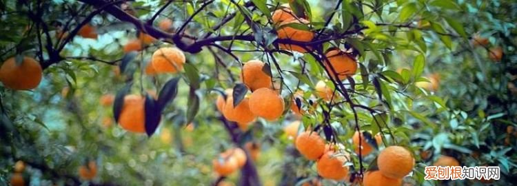 柑橘都有哪些 ，柑果有哪些植物？