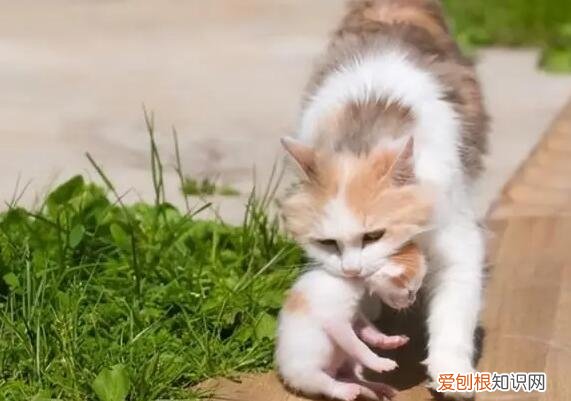 猫为什么喜欢依着人睡 ,猫为什么会主动靠近人?