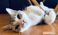 猫咪为什么喜欢露着肚皮睡觉 ，猫咪愿意露出肚子？