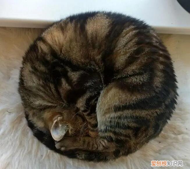 猫咪为什么睡觉喜欢蜷缩成一团睡觉呢 ,猫咪为什么睡觉喜欢蜷缩成一团睡觉的样子?