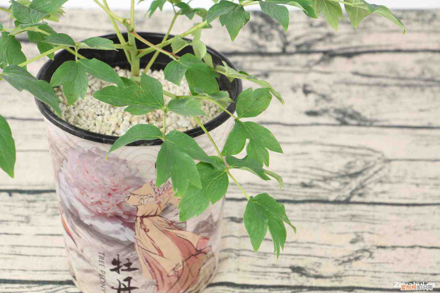 新买的牡丹花怎么养活，新买的牡丹花怎么养？