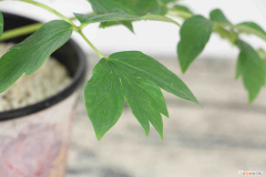 新买的牡丹花怎么养活，新买的牡丹花怎么养？