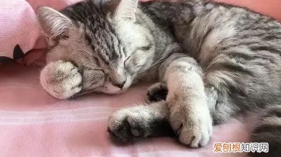 猫咪为什么会趴着走 ，猫为什么要趴着睡觉？