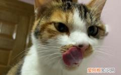 猫咪为什么总是舔嘴唇怎么回事啊 ，猫咪为什么总是舔嘴唇怎么回事儿？