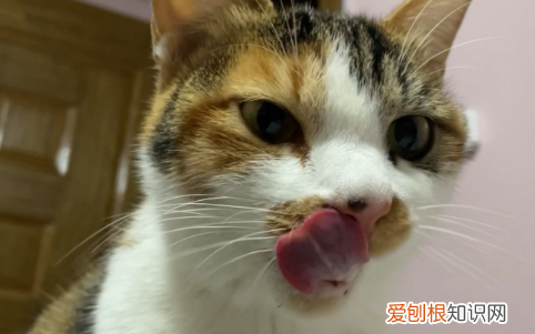 猫咪为什么总是舔嘴唇怎么回事啊 ，猫咪为什么总是舔嘴唇怎么回事儿？