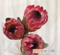 帝王花适合送什么人