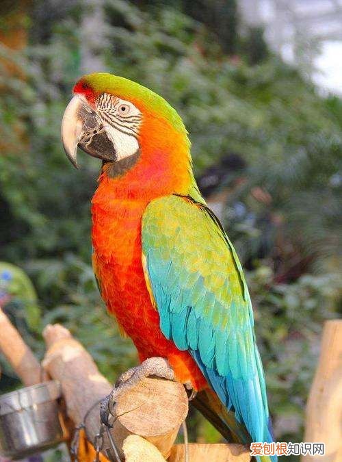 鹦鹉仰头站不稳，鹦鹉抽搐站不稳怎么办