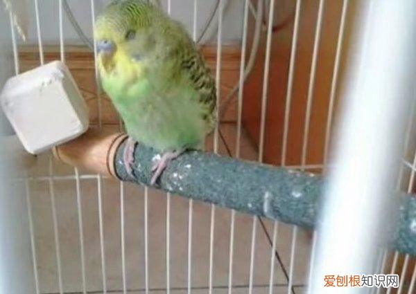 鹦鹉仰头站不稳，鹦鹉抽搐站不稳怎么办