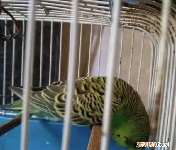 鹦鹉仰头站不稳，鹦鹉抽搐站不稳怎么办