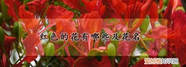 路边红色的花是什么花，马路边玫红色的花是什么