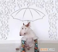 雨天遛狗注意事项