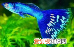 凤尾鱼和孔雀鱼的区别，凤尾鱼公鱼和母鱼的区别