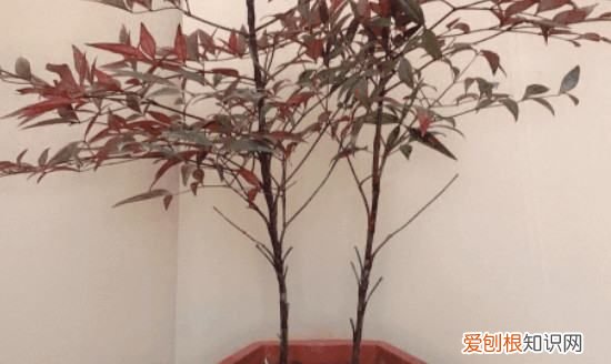 红叶南天竹的养殖方法，关于南天竹的养殖方法有哪些