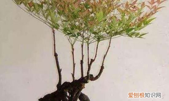 红叶南天竹的养殖方法，关于南天竹的养殖方法有哪些