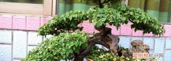 红叶南天竹的养殖方法，关于南天竹的养殖方法有哪些