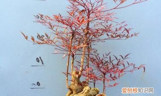 红叶南天竹的养殖方法，关于南天竹的养殖方法有哪些