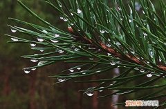 通用80句 经典下雨天气朋友圈文案