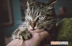 被野猫抓出一点点血 ，被野猫抓轻微出血了要打针吗?？