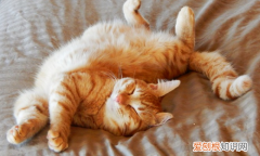 猫咪睡觉后腿老是抽搐 ，猫咪睡觉后腿发抖？