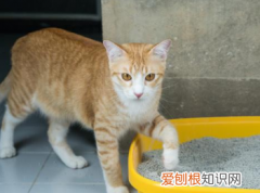 猫咪拉沙子是怎么回事啊图片 ，猫咪拉稀猫砂形状不一样？