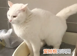 猫咪喜欢蹲着是生病了吗 ，猫咪总是喜欢蹲着？