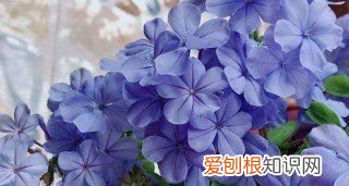 蓝雪花冬天怎么养，蓝雪花夏天的养殖方法和注意事项