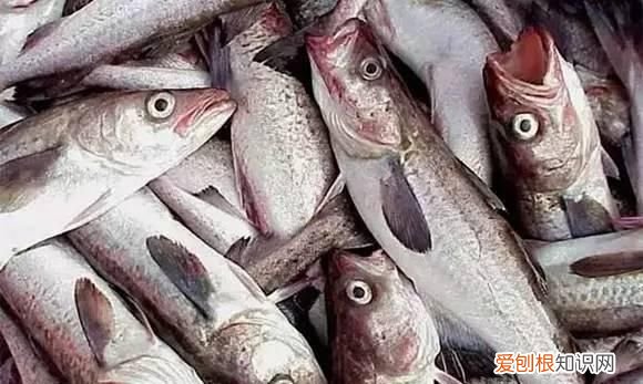 为什么把鳕鱼头剁掉,鳕鱼容易和什么鱼混淆