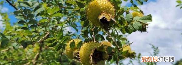 新鲜刺梨怎么保存效果最佳,刺梨一般生长在哪里怎么存放