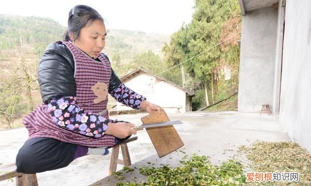 猪可以喂车前草吗,养猪猪吃什么草最好长得快