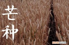 2023年芒种是哪天,芒种2023年