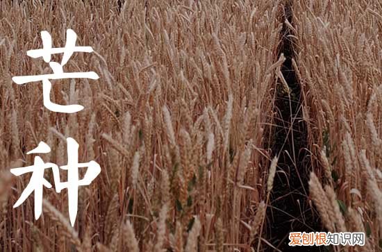 2023年芒种是哪天,芒种2023年