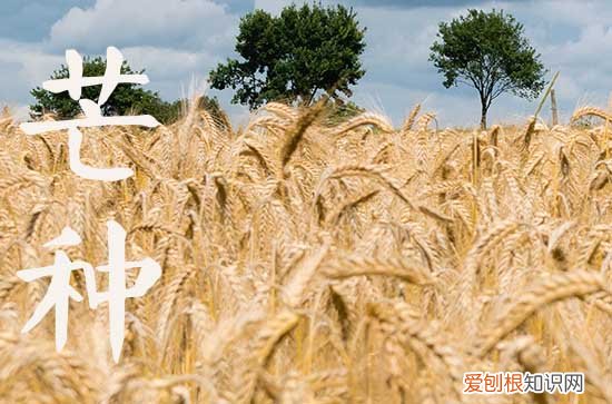 2023年芒种是几月几日