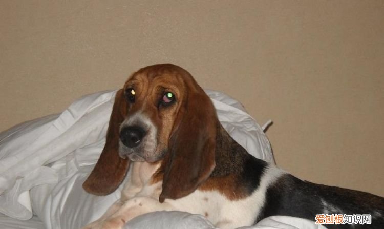 巴吉度猎犬是谁的守护神,史宾格犬和巴吉度犬很像