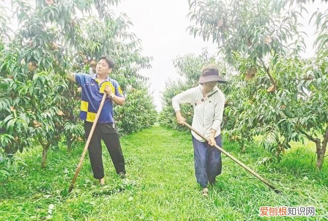 点赞新农人 | 他种出的桃子，28元一个！海阳高素质农民辛鹏飞种走出国门的破圈蜜桃