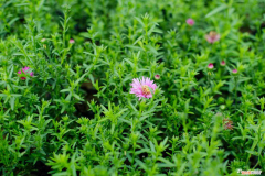 菊花繁殖方法有哪些，菊花繁殖方法，繁殖成活率高吗？