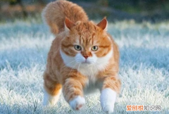 猫为什么走路静悄悄 ，为什么猫咪走路这么优雅？