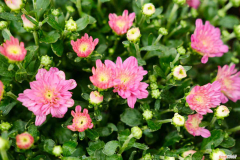 菊花是什么时候盛开的季节，菊花的介绍，什么时候开花？