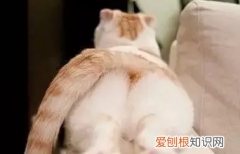 猫为何会咬主人的手 ，为什么猫咪会咬我的手？