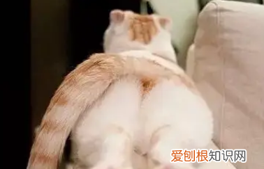 猫为何会咬主人的手 ，为什么猫咪会咬我的手？
