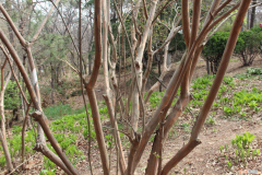 紫薇花在什么时候开，紫薇什么时候开花，紫薇花图片？