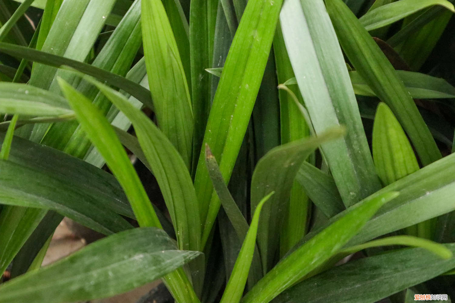 硬植料种植兰花原理视频讲解大全，硬植料种植兰花原理？