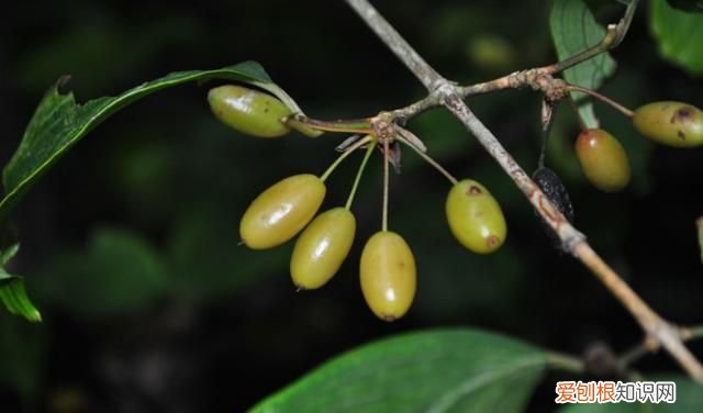 重阳节插茱萸是思念亲人吗 ，重阳节插茱萸的诗句？